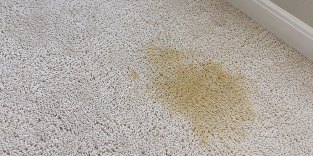 pet urin stains removed by Moonlight Maitenance